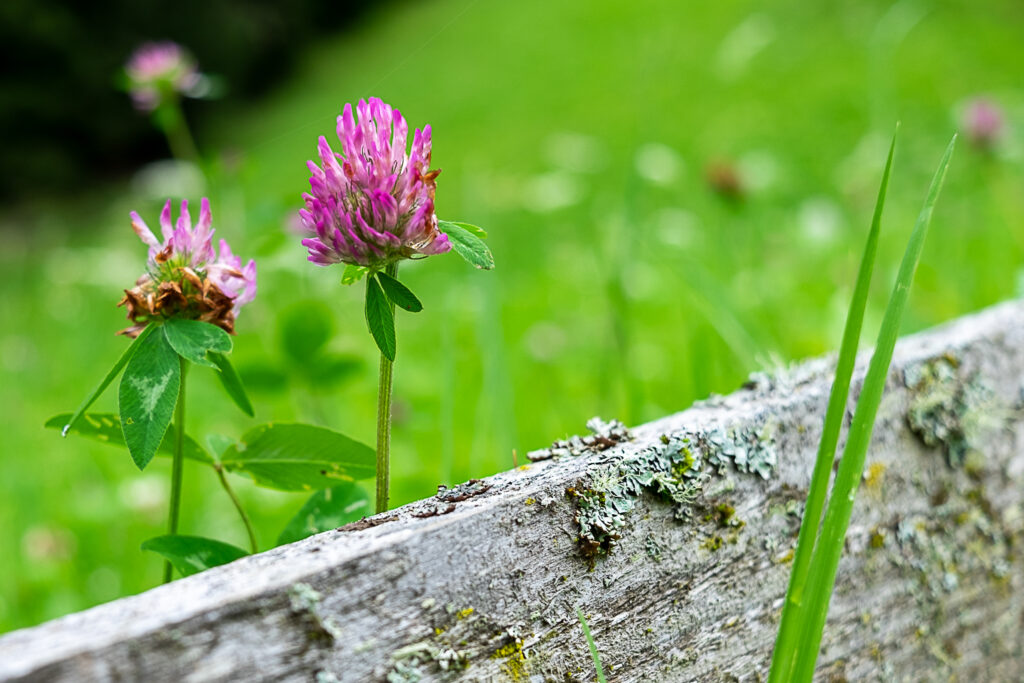 Blumen am Weg