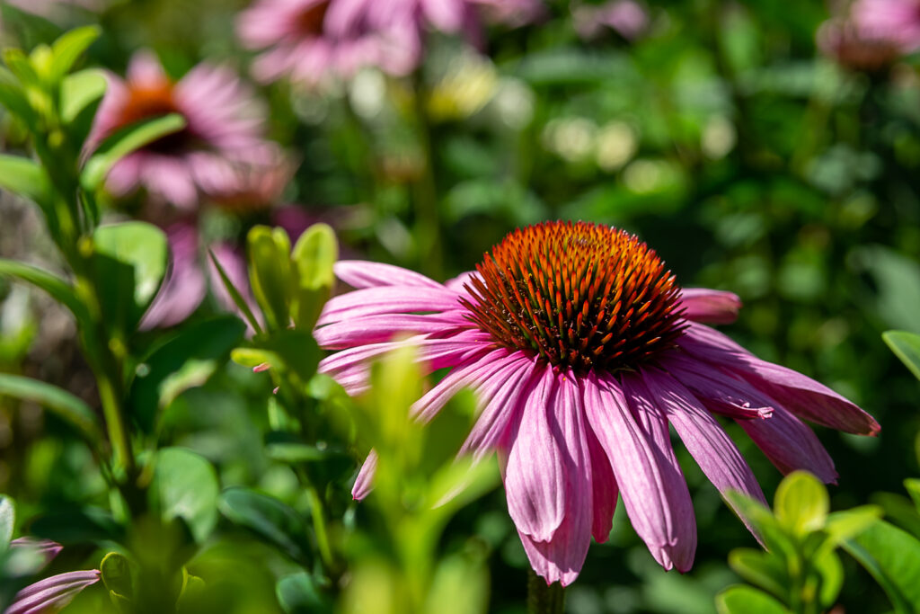 Echinacea (Roter Sonnenhut)