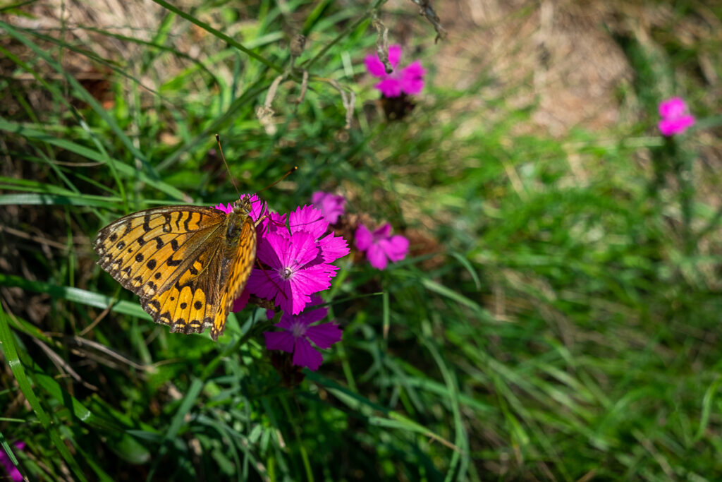 Schmetterling am Wegrand