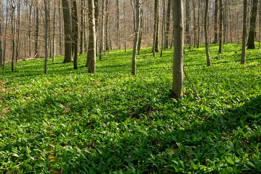 Durch den Bärlauchwald